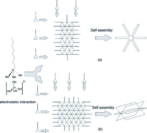 Schematic Illustration Explaining The Growth Of Zno Micro And