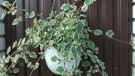 Plectranthus coleoides guía de cuidados para que la planta incienso