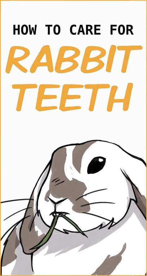 All About Rabbit Teeth Rabbit Care Pet Rabbit Care Pet Bunny Rabbits