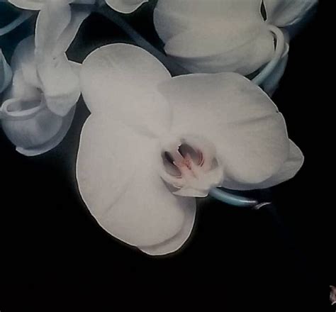 Robert Mapplethorpe Orchids 1989 Original Photogravure Etsy