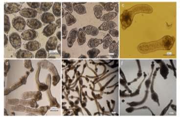 In Vitro Developmental Stages Of Echinococcus Granulosus In Diphasic