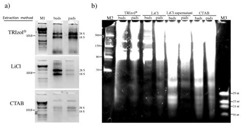 Comparison Of Total Rna And Low Molecular Weight Lmw Rna Samples