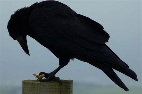 12 Spiritual Meanings of a Crow Cawing at You