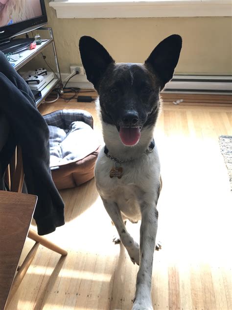 Basenji cross? I think my rescue dog is a Basenji mix, he is brindle with a big bat like face