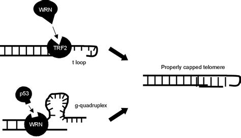 Figure 2 From The Heli CASE Of The Missing WRN Gene Semantic Scholar