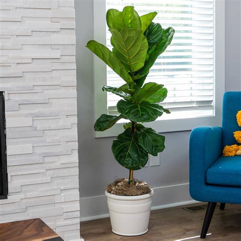 Fiddle Leaf Fig Trees For Sale