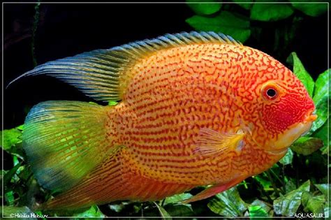 Budidaya Ikan Severum Banded Chidhlid