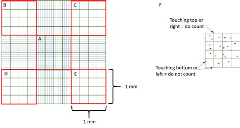 Cell Counting With A Hemocytometer As Easy As 1 2 3