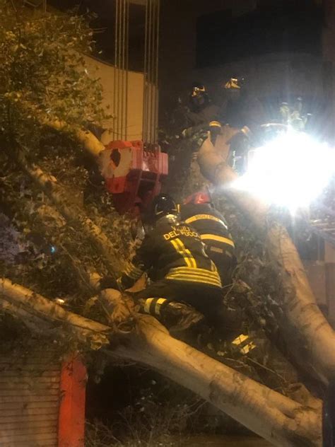 Tempesta Di Vento A Messina Grosso Albero Cade Su Un Palazzo