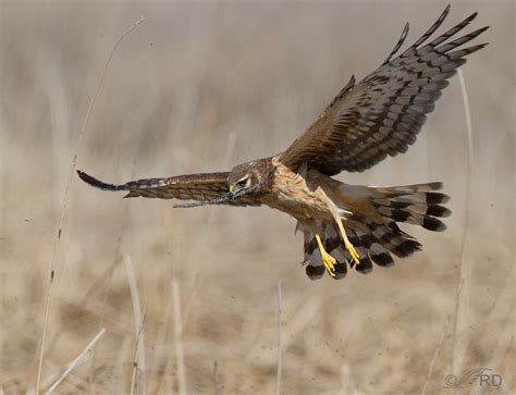 Northern Harrier with Nesting Material – Feathered Photography