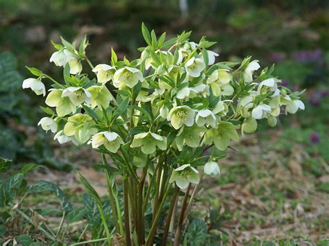 Helleborus Orientalis Hybride White Lady 450