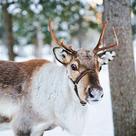 Real Reindeer