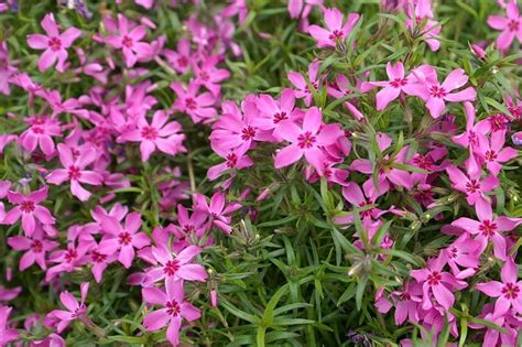 'Crimson Beauty' Moss Phlox - Landscape Design, Installation ...