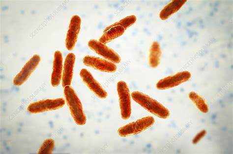 Clavibacter Bacteria Illustration Stock Image F0375856 Science