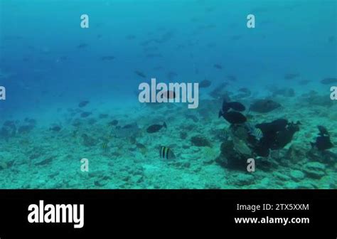 Tiger Shark Swims In The Blue Water In Shallow Water Underwater Shot