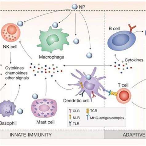 Schematic diagram showing different types of immune cells of the innate ...