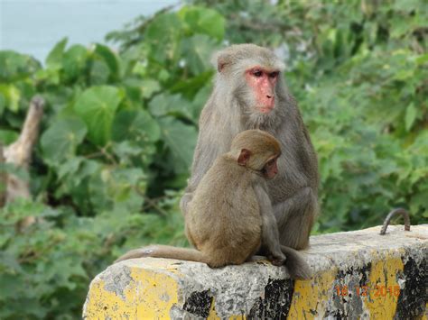 Fotos Gratis Fauna Silvestre Mamífero Primate Macaco Mono Del