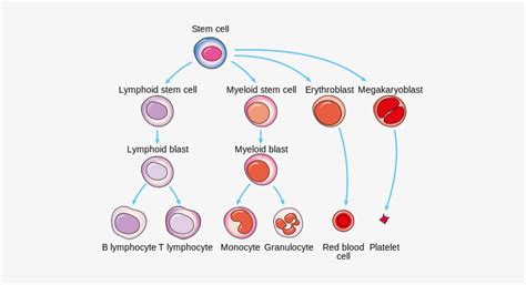 White Blood Cells Flow Chart