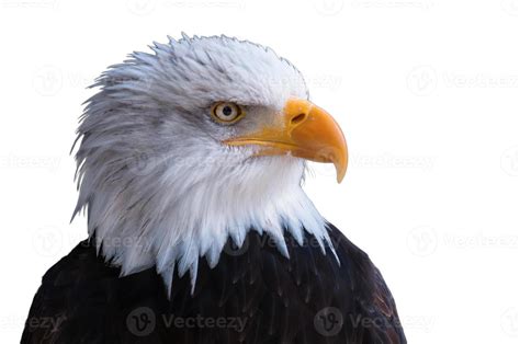 Eagle king of birds King of sky looking, Indian Himalaya Eagle fully ...