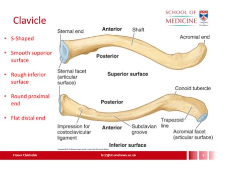 Osteology And Circulation Of Upper Limb Week 1 Flashcards Quizlet