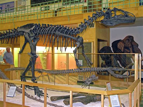 Allosaurus Skeleton Photograph by Sally Weigand - Pixels