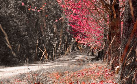 Algoma Canada Forests Autumn Roads HD Phone Wallpaper Rare Gallery