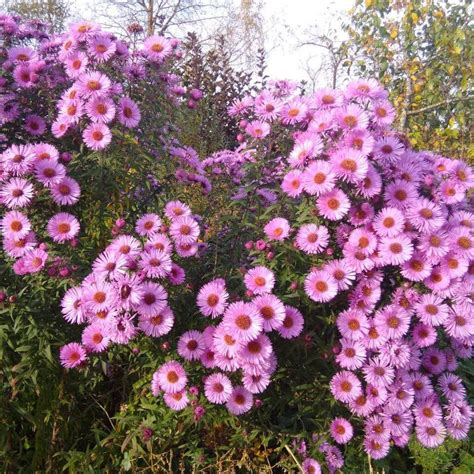 Астра ново-английская Барс Пинк (Aster novae-angliae Barr`s Pink ...