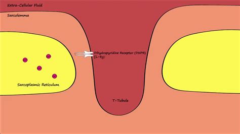 Dihydropyridine Ryanodine Channels Excitation Contraction Coupling