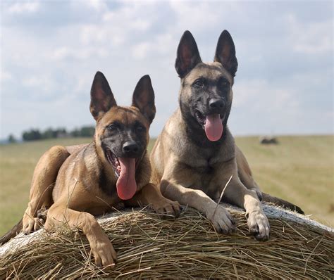 Belgian Malinois Protection Dogs: Fully Trained Dog For Sale - Well ...