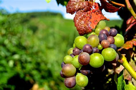 Images Gratuites Branche Grain De Raisin Vignoble Du Vin Fruit