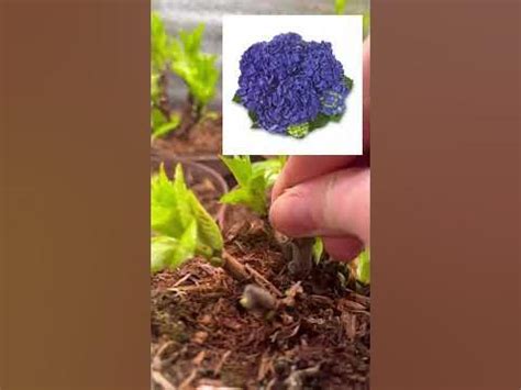 Гортензия в продаже цены Воронеж #гортензия #цена #вналичии - YouTube
