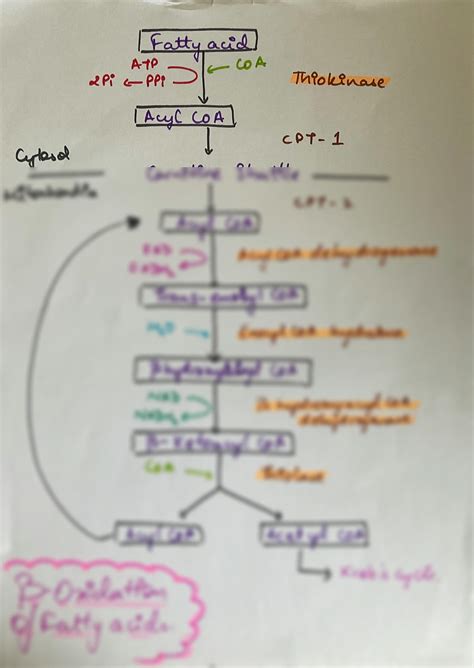 Solution Beta Oxidation Of Fatty Acids Flow Hart Studypool