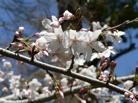 Free Photo Sakura White Flowers Japan Hippopx