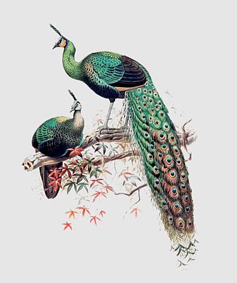 Chinese Monal Daniel Giraud Elliot Joseph Wolf Ringnecked Pheasant