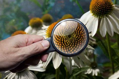 Qué es la botánica barrameda ar