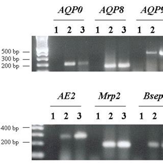 Confocal Immunofluorescence For Aquaporins And Solute Transporters In