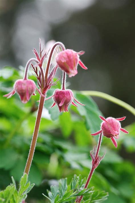 Geum Triflorum Varcampanulatum Photograph By Sam K Transcience Photo