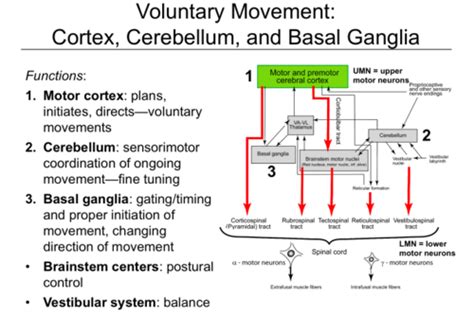 Anatomy Voluntary Motor Control Part II NEURO 39 Flashcards Quizlet