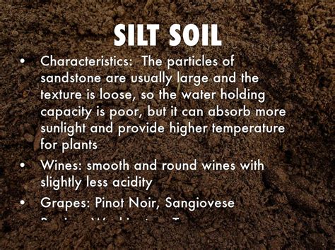 Soil By Hongyu Guo