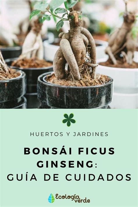 Cuidados del bonsái ficus ginseng o retusa Guía completa y práctica