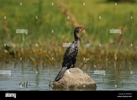 Long Tailed Cormorant Hi Res Stock Photography And Images Alamy