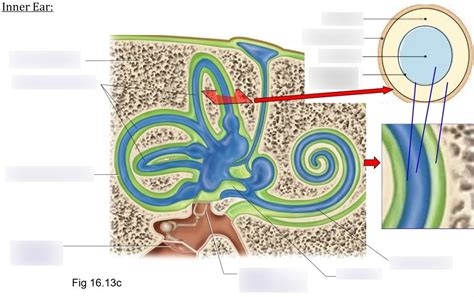 inner ear structure Diagram | Quizlet