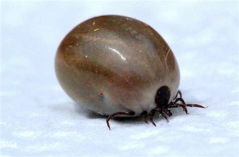 Deer Tick Vs Dog Tick Difference And Comparison