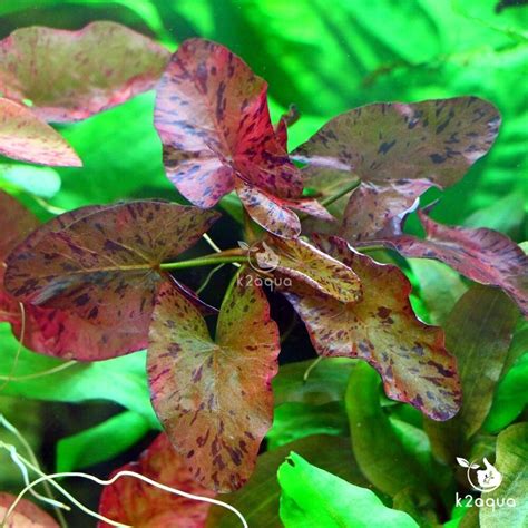 Red Tiger Lotus Bulb Nymphaea Live Aquarium Plant Tropical Lily Fry