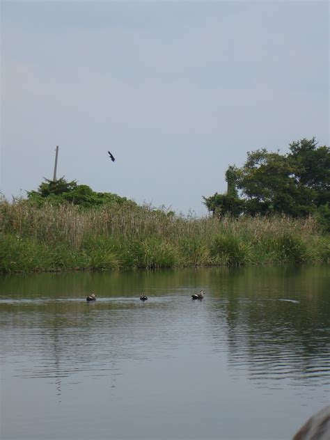 YOUTH AND BIODIVERSITY: Biodiversity in Japan