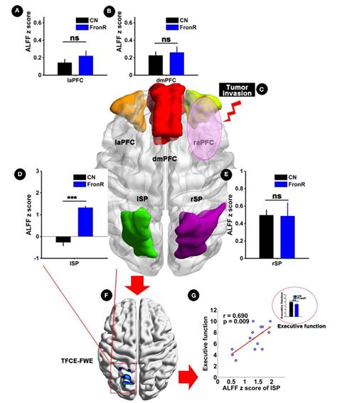 Table 1 From Structural And Functional Reorganization Within Cognitive