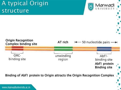 Eukaryotic Dna Replication Ppt