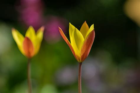 Flowers Tulips Tulpen Jean Ost Flickr