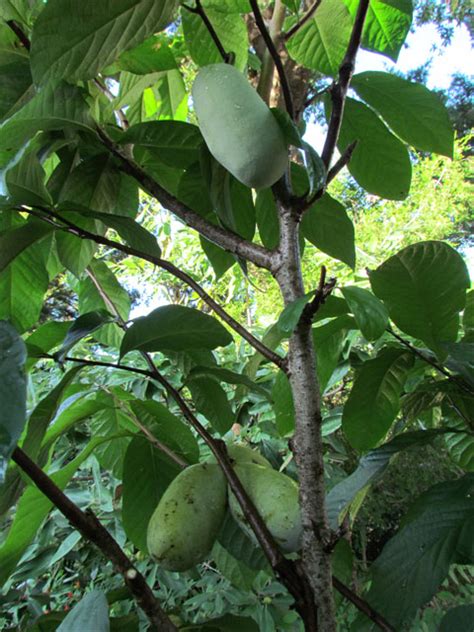 Paw Paw Asimina Triloba Luna Hill Forest Garden Lhfg