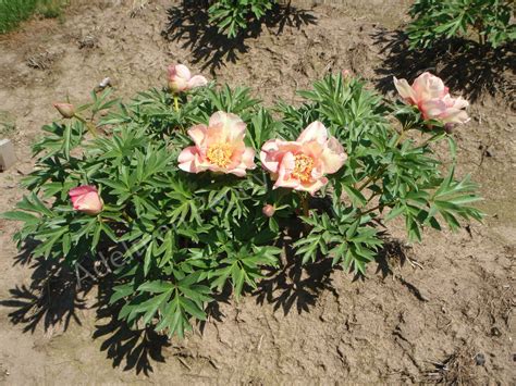 The Sonoma Floozy Peony Adelman Peony Gardens